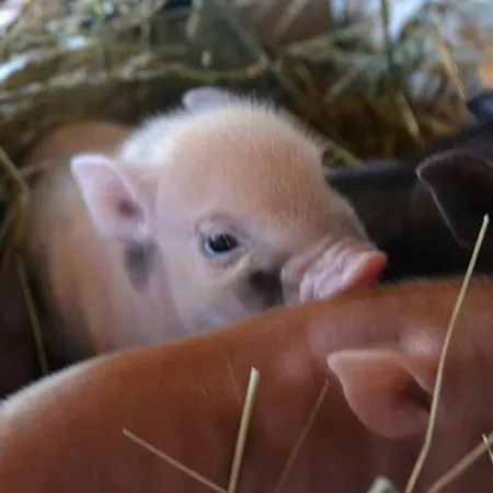 Haus Am Wiesenweg Pensión Sankt Jakob in Defereggen